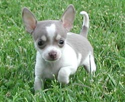 Why do some dogs never grow?
