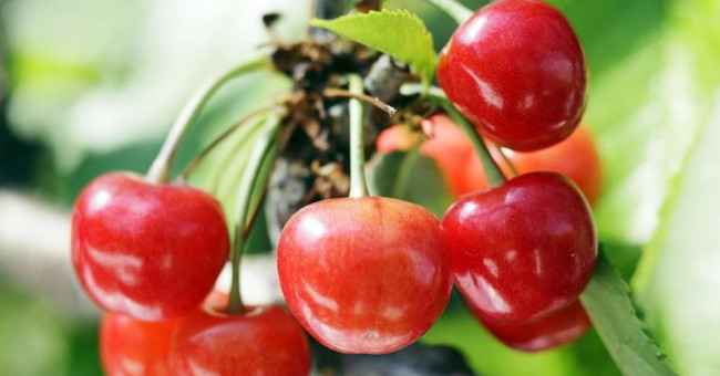 Why do some Japanese fruits have super expensive prices?