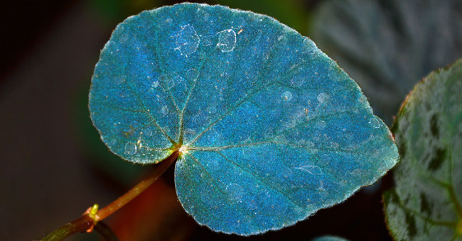 Why do some plants have green leaves?