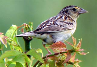 Why do some species eat their children?