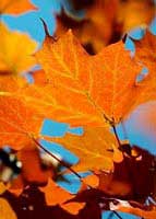Why do some trees have pointy leaves?