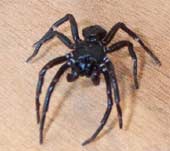 Why do spiders spread silk?