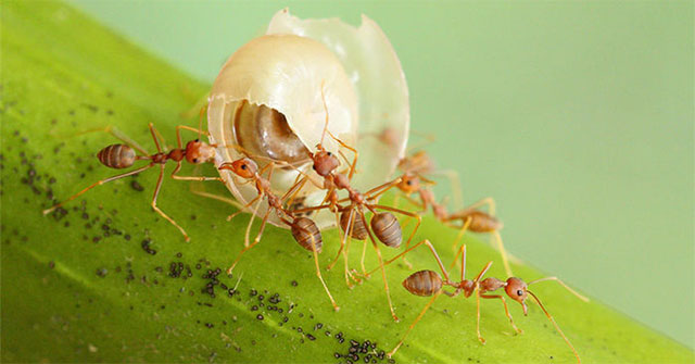 Why do the ants go back and forth to the nest, how did they do it?