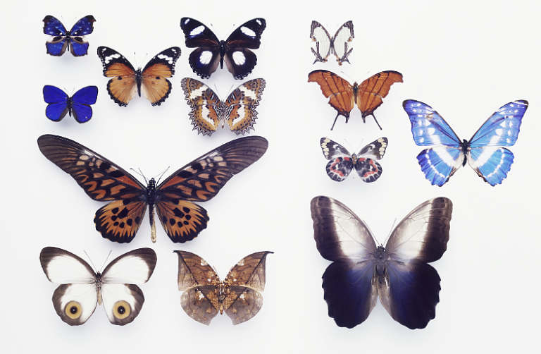 why do the butterflies have their eyespots?
