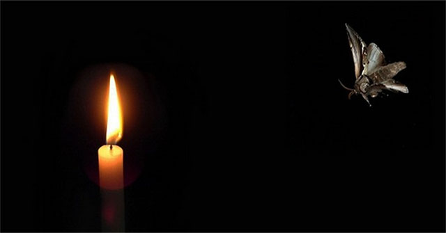 Why do the ephemera head into light?