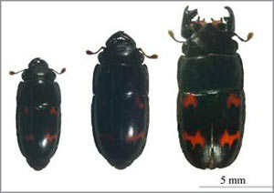 Why do the little guys still have mates?