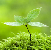 Why do trees always grow toward light?