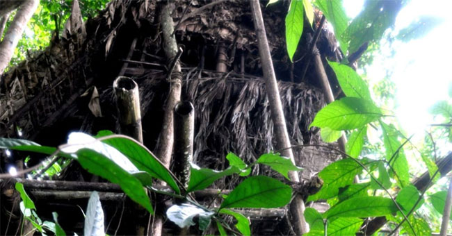 Why do trees die in the tropics?