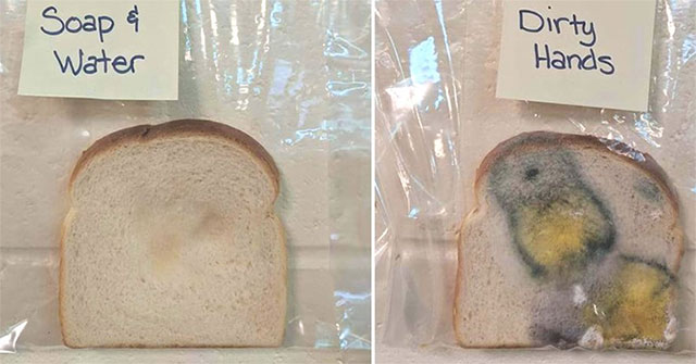 Why do we need to wash our hands before eating?  This experiment will tell you that!