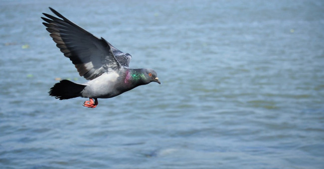 Why do we never see baby pigeons?