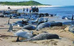 Why do whales 'commit suicide' series?