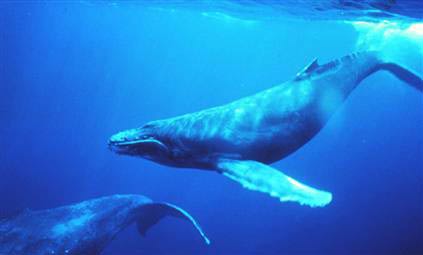Why do whales sing?