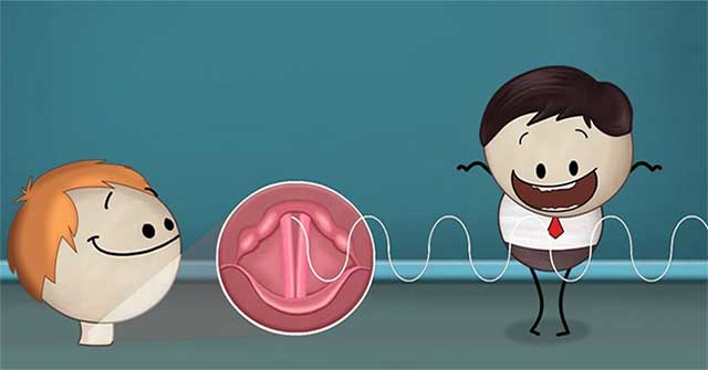 Why do women often have higher voices and voices than men?