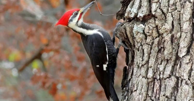 Why do woodpeckers type forever but not ... headache?