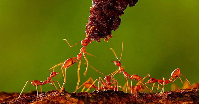 Why does a thousand ant colonies never suffer from