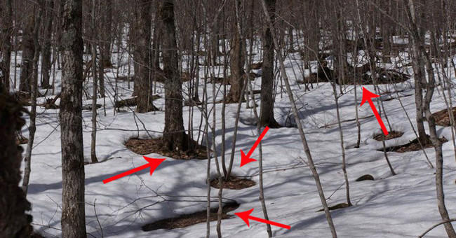 Why does a tree have a hole, even if it is not made by humans?