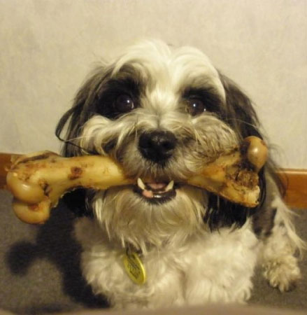 Why does dog like gnawing the bone?