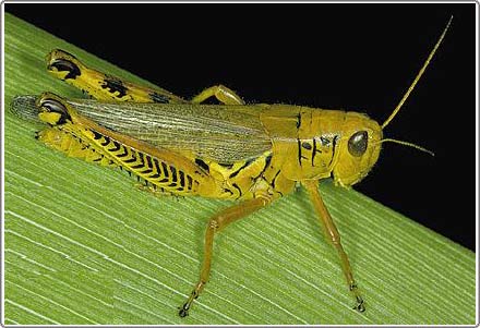 Why does grasshopper have Lance Armstrong's power?
