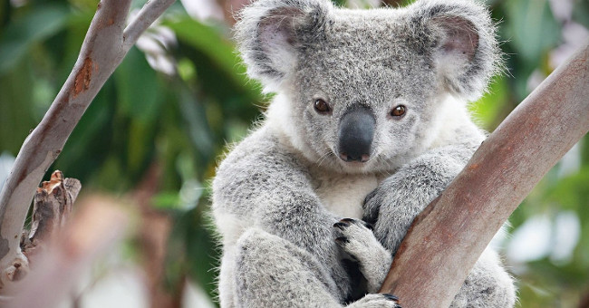 Why consider Koala bears to be extremely lazy animals?