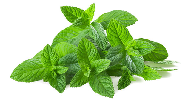 Why does mint make our mouth feel cool?