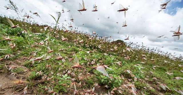 Why does modern science and technology still not control locusts?