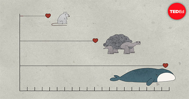 Why does one species live longer than another?