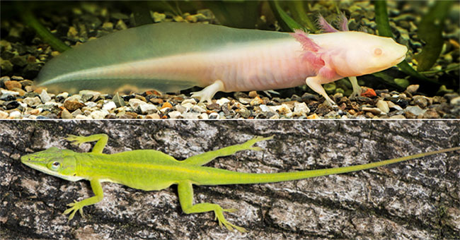 Why does salamander grow back almost completely but lizards do not?