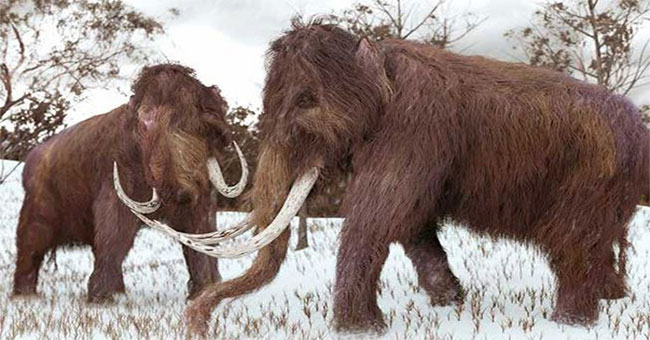 Why does science have to spend tens of years just to revive mammoths?