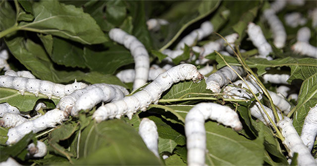 Why does silkworm like mulberry leaves the most?