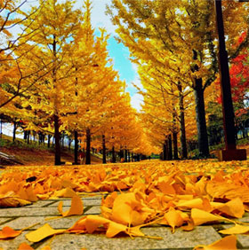 Why does the autumn leaves change color?