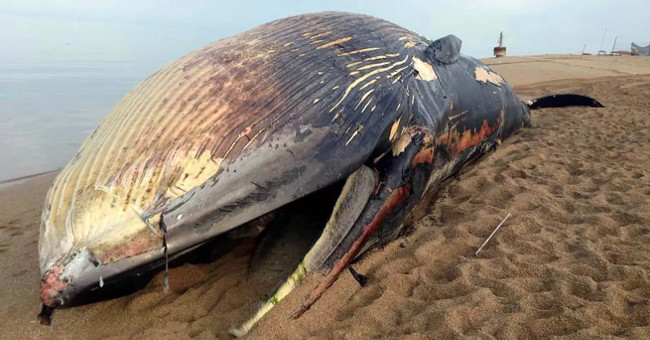 Why does the whale's body explode?