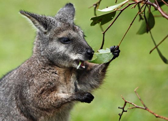 Why does Wallaby not emit Methane?