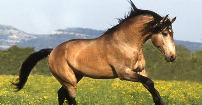Why don't humans have tails?