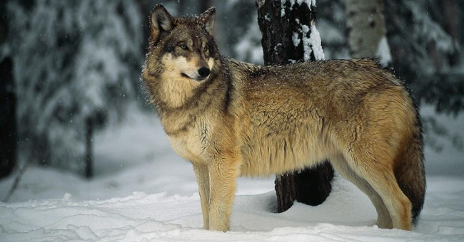 Why don't humans tame wolves?