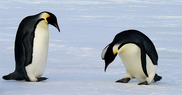 Why don't penguin's feet get cold?