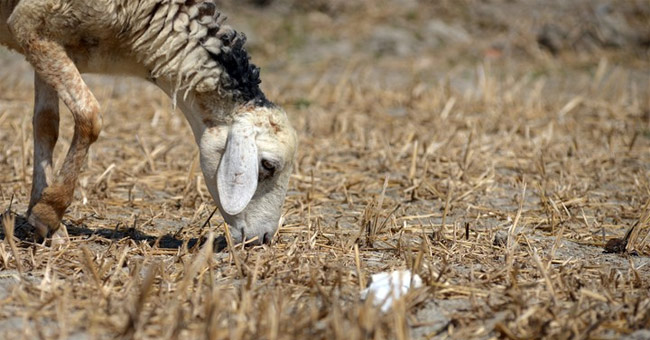 Why El Nino brought a record drought to Southeast Asia