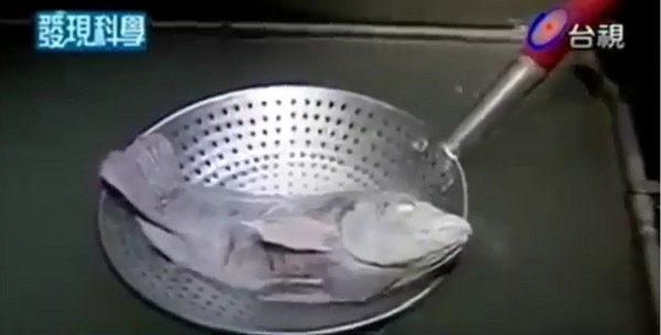 Why fish can 'revive' after freezing at - 32 degrees Celsius