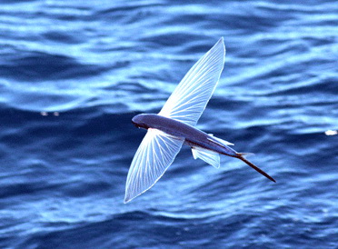 Why flying dragonflies