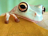 Why frog clinging on slippery surfaces?
