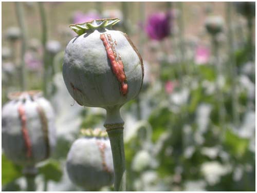Why heroin and morphine are addictive