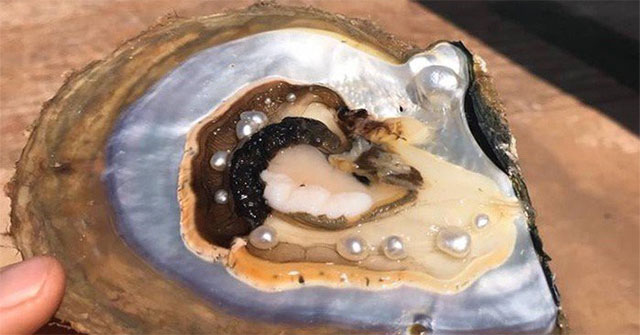 Why in oysters and shellfish have pearls?