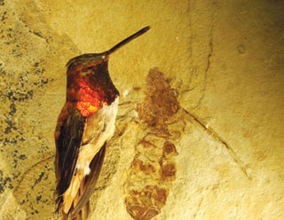 Why insects are not as big as people?
