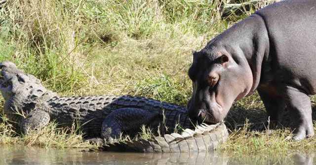 Why is a killer like a crocodile afraid of hippos?