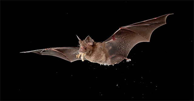 Why is bat the culprit of many global pandemics?