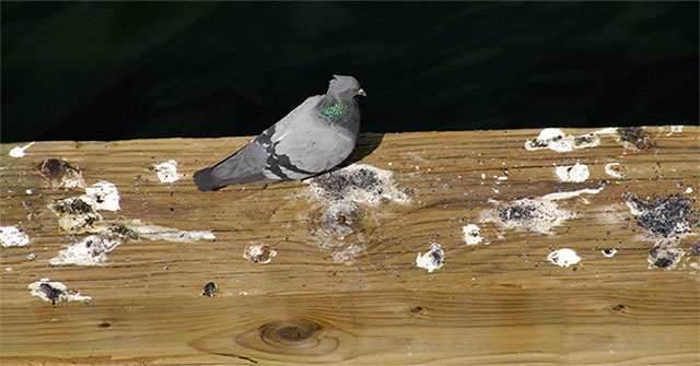 Why is bird waste white?
