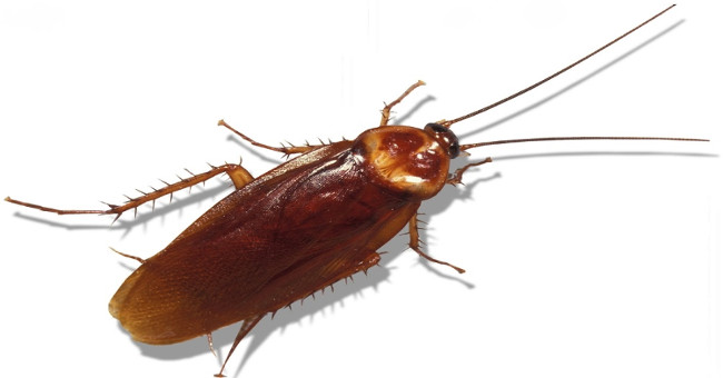 Why is dead cockroach lying back?