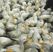 Why is duck flu flu better than other poultry?