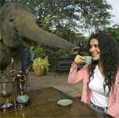 Why is elephant dung coffee the most expensive on the planet?