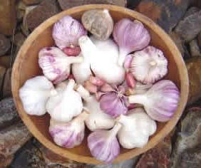 Why is fresh garlic spicy?