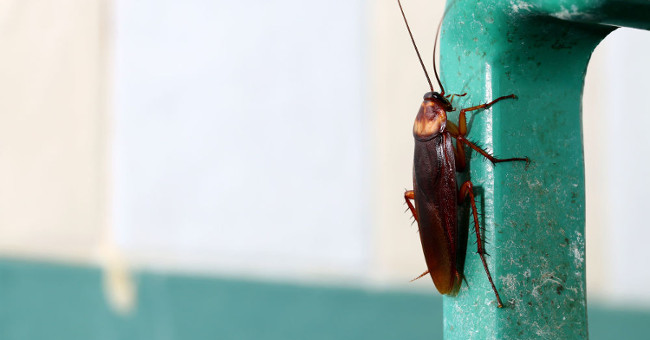 Why is human ear the best house of cockroaches?